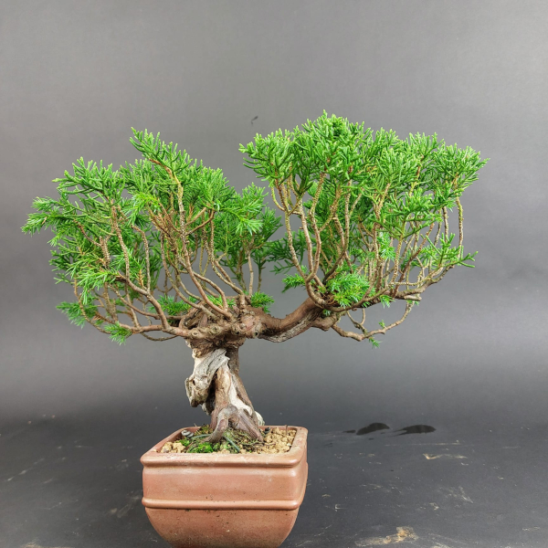 Bonsai - Wacholder, Juniperus Chinensis, Masahiko Kimura, Shohin